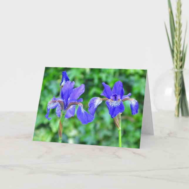 Blue Irises - Blank Greetings Card (Front)