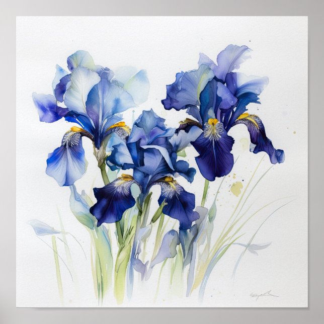 Blue Irises Flower Art Print Poster (Front)