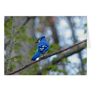 Blue Jay