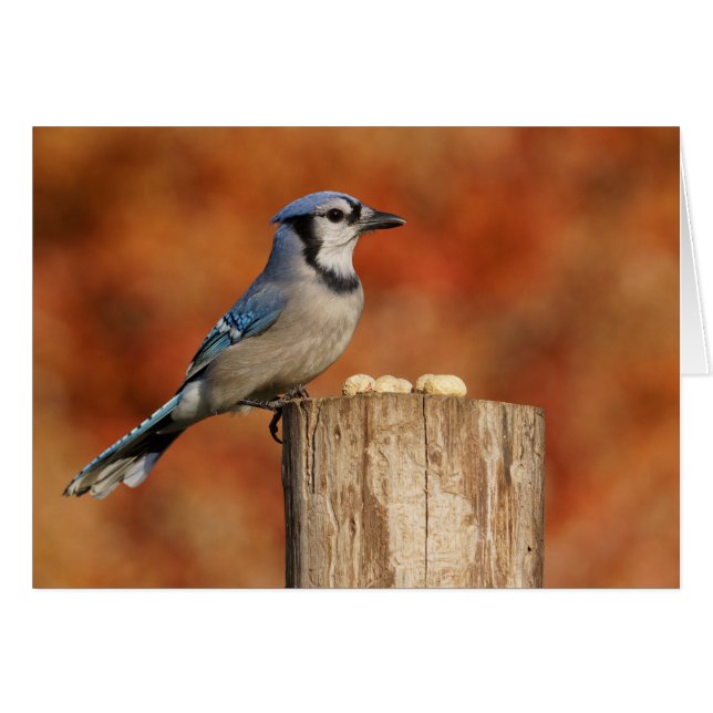 Blue Jay (Front Horizontal)