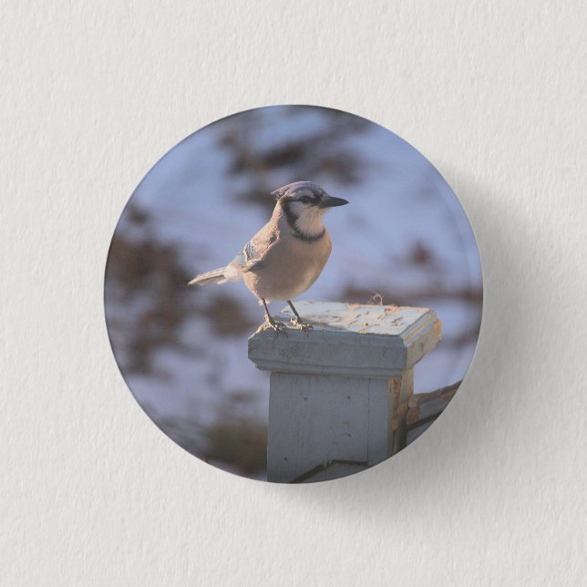 Blue Jay 1 Inch Round Button (Front)