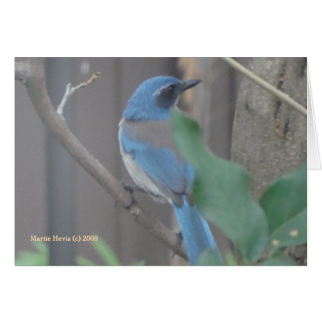 Blue Jay (2a) - Customizable (Front Horizontal)