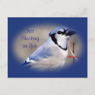 Blue Jay 8979- customize any occasion Postcard