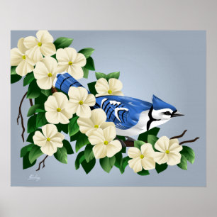 Blue Jay Among Dogwood Flower Poster