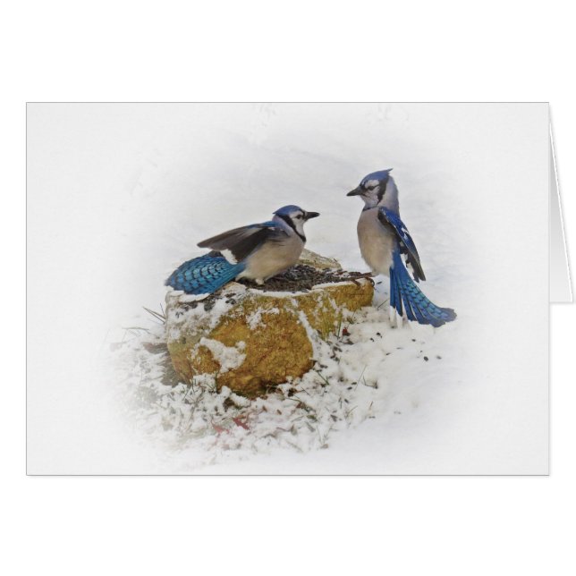 Blue Jay Battle (Front Horizontal)