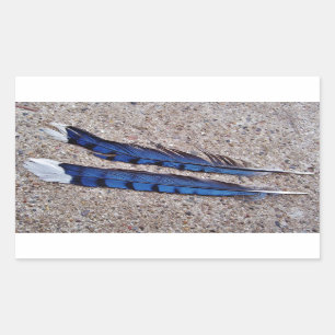 Blue Jay bird feathers Sticker