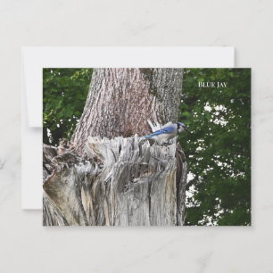 Blue Jay Bird Photo Postcard
