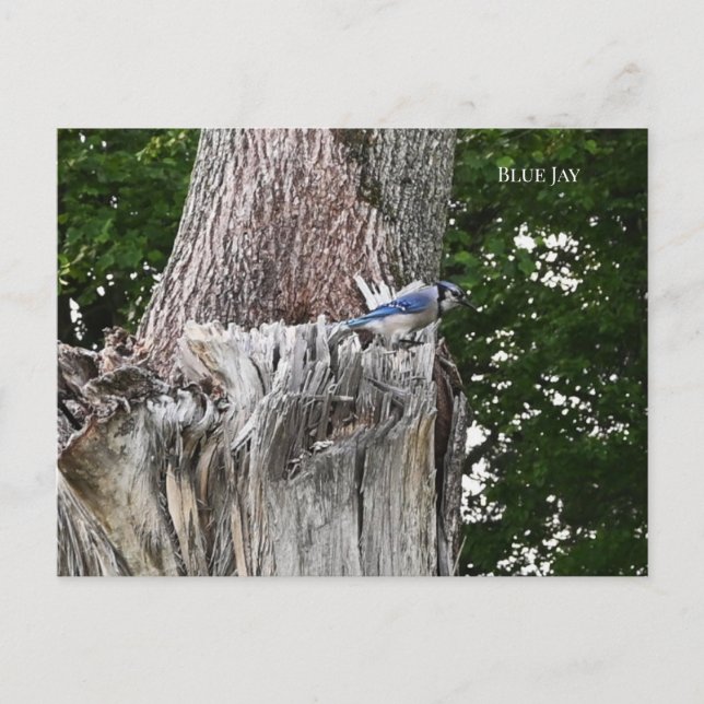 Blue Jay Bird Photo Postcard (Front)