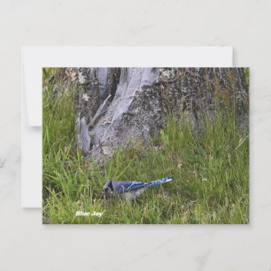 Blue Jay Bird Photo Postcard