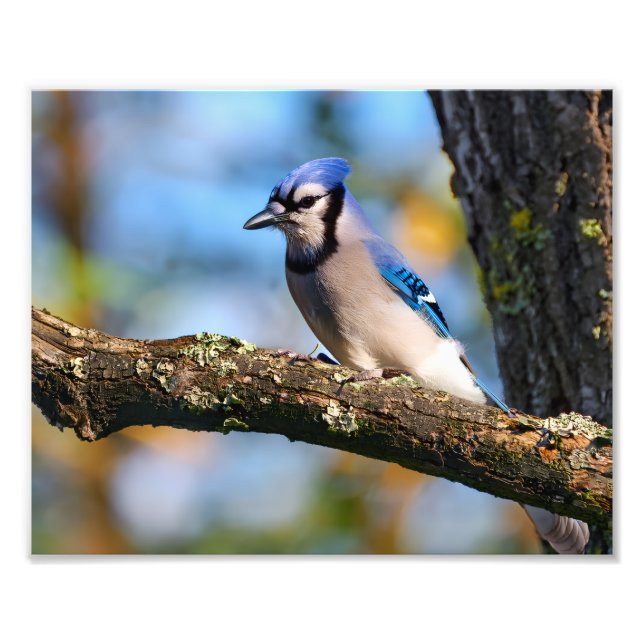 Blue Jay bird Photo Print (Front)