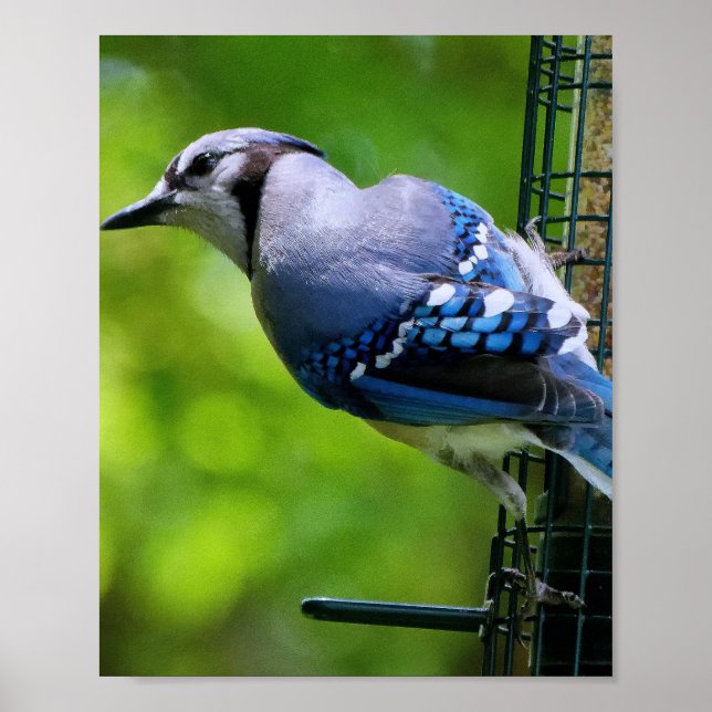 Blue Jay Bird Poster (Front)