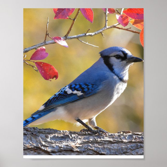 Blue Jay Bird Poster (Front)
