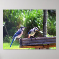 Blue Jay Birds Backyard Bird Feeder Poster Photo