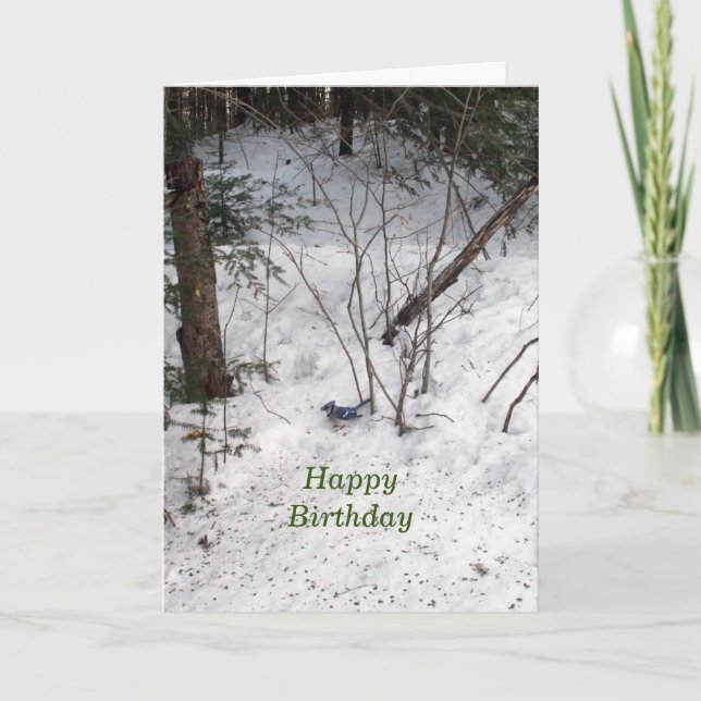 Blue Jay Birthday  Card (Front)