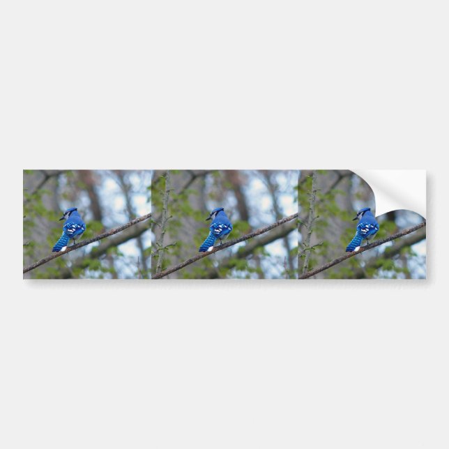 Blue Jay Bumper Sticker (Front)