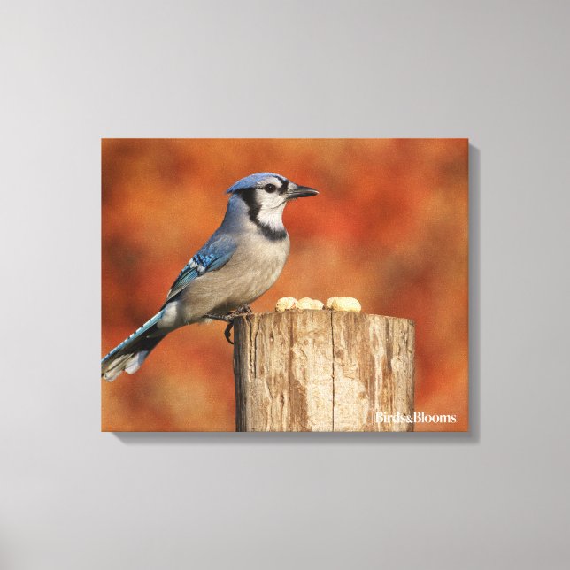 Blue Jay Canvas Print (Front)