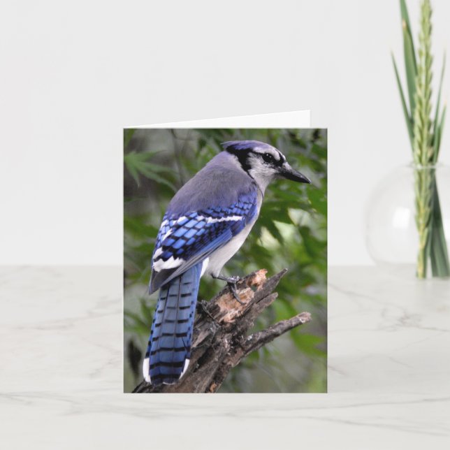 Blue Jay Card (Front)