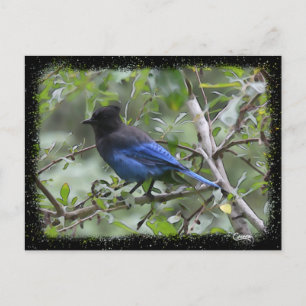 Blue Jay - Carte postale