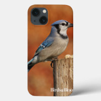 Blue Jay