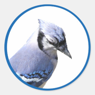 Blue Jay Classic Round Sticker