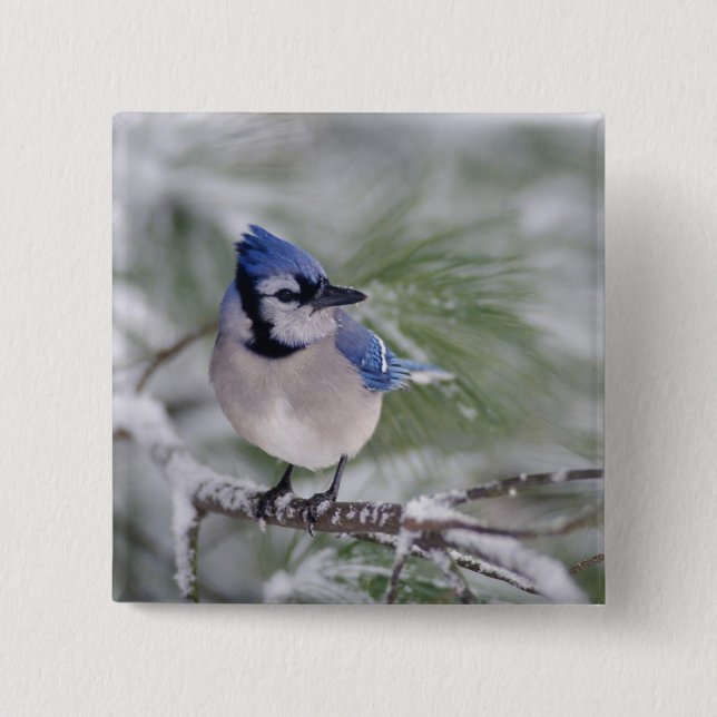 Blue Jay, Cyanocitta cristata 2 Inch Square Button (Front)