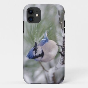 Blue Jay, Cyanocitta cristata iPhone 11 Case