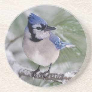Blue Jay, Cyanocitta cristata Coaster