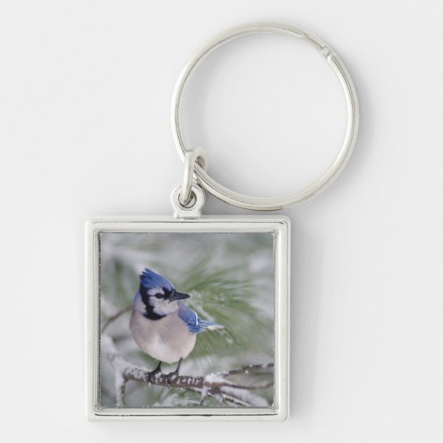Blue Jay, Cyanocitta cristata Keychain (Front)