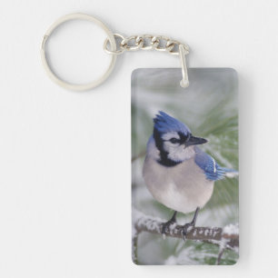 Blue Jay, Cyanocitta cristata Keychain