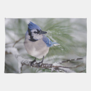 Blue Jay, Cyanocitta cristata Kitchen Towel