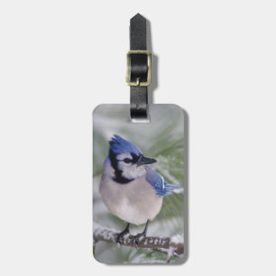 Blue Jay, Cyanocitta cristata Luggage Tag