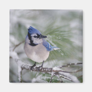 Blue Jay, Cyanocitta cristata Magnet