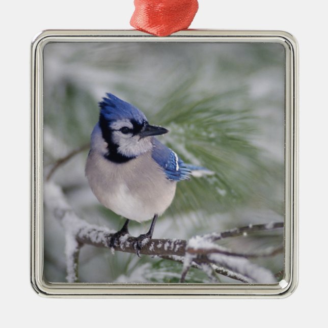 Blue Jay, Cyanocitta cristata Metal Ornament (Front)