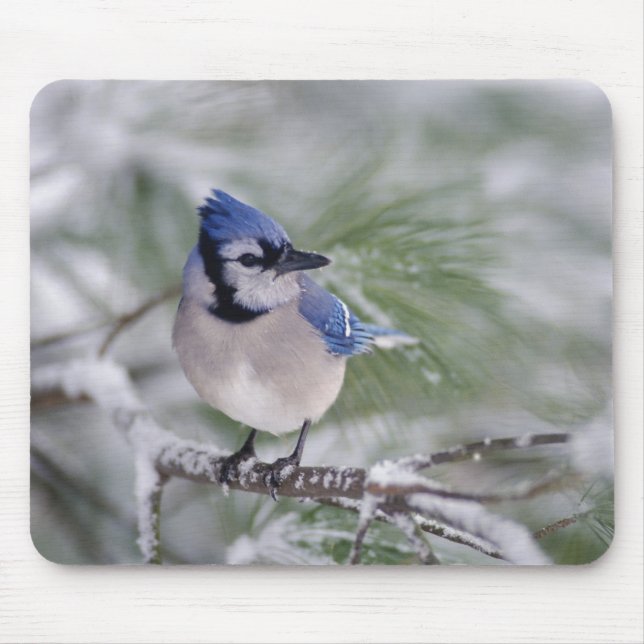 Blue Jay, Cyanocitta cristata Mouse Pad (Front)
