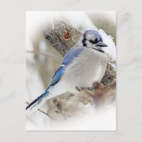 Blue Jay Cyanocitta cristata