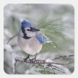 Blue Jay, Cyanocitta cristata Square Sticker