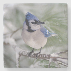 Blue Jay, Cyanocitta cristata Stone Coaster