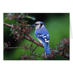 Blue Jay, Cyaoncitta cristata
