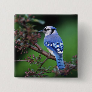 Blue Jay, Cyaoncitta cristata 2 Inch Square Button