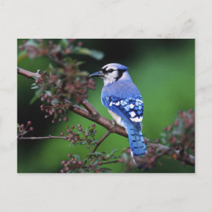 Blue Jay, Cyaoncitta cristata 2 Postcard