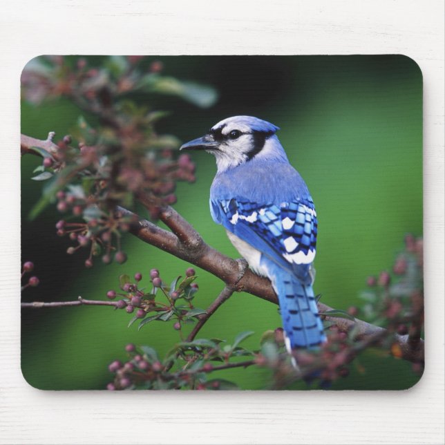 Blue Jay, Cyaoncitta cristata Mouse Pad (Front)