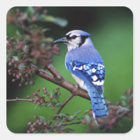 Blue Jay, Cyaoncitta cristata