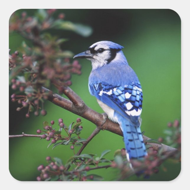 Blue Jay, Cyaoncitta cristata Square Sticker (Front)