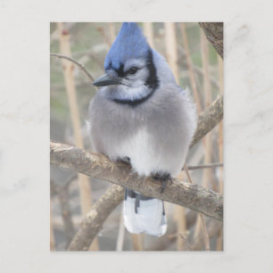 Blue Jay dans Elliot Lake Carte postale
