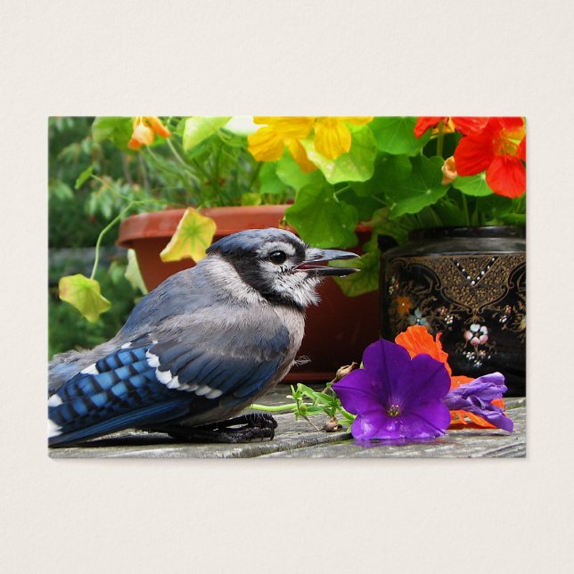Blue Jay et Flowers ATC (Devant)