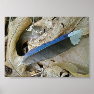 Blue Jay Feather Coordinating Items Poster