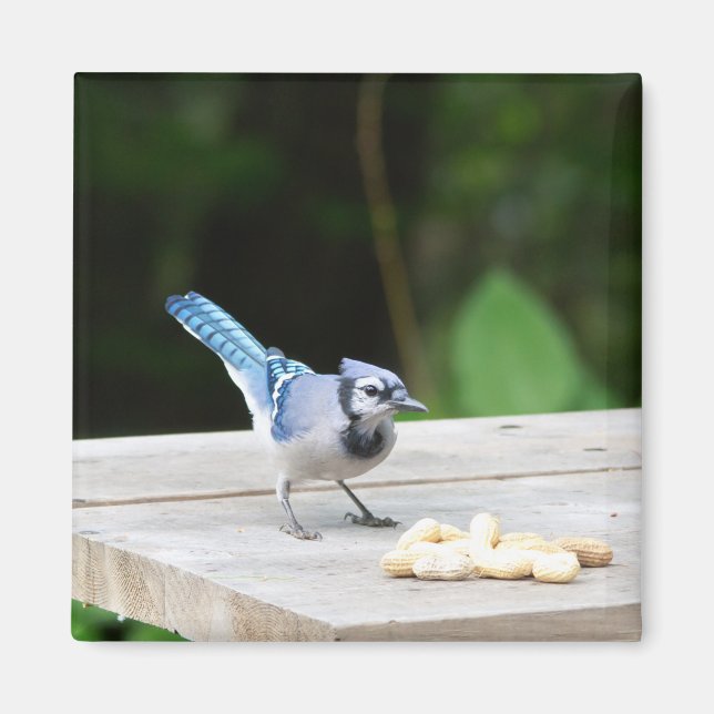 Blue Jay getting a peanut Magnet (Front)