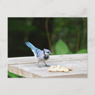 Blue Jay getting a peanut Postcard