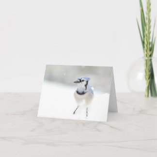 Blue Jay Greeting Card (blank inside)