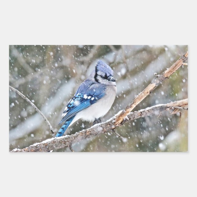 Blue Jay in a Snowstorm Sticker (Front)